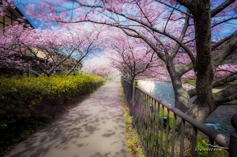 伊豆 河津の河津桜を攻略!河津桜の撮影ポイントと河津へのアクセスと渋滞回避