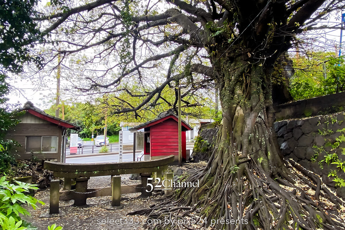 黒神埋没鳥居：1日で灰に埋まった鳥居の姿！観光・撮影スポット！桜島噴火の爪痕とは？