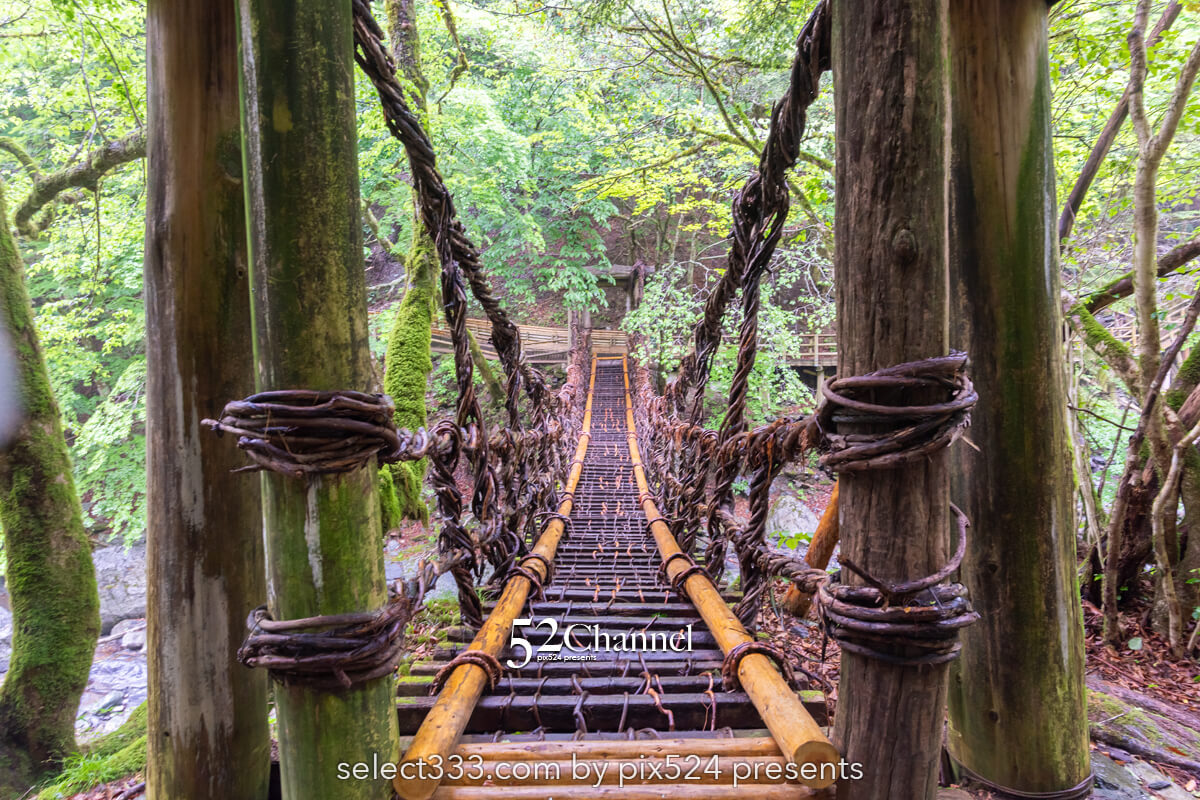 奥祖谷二重かずら橋:渓谷に映える男橋と女橋観光と撮影ポイント!秘境の撮影スポット
