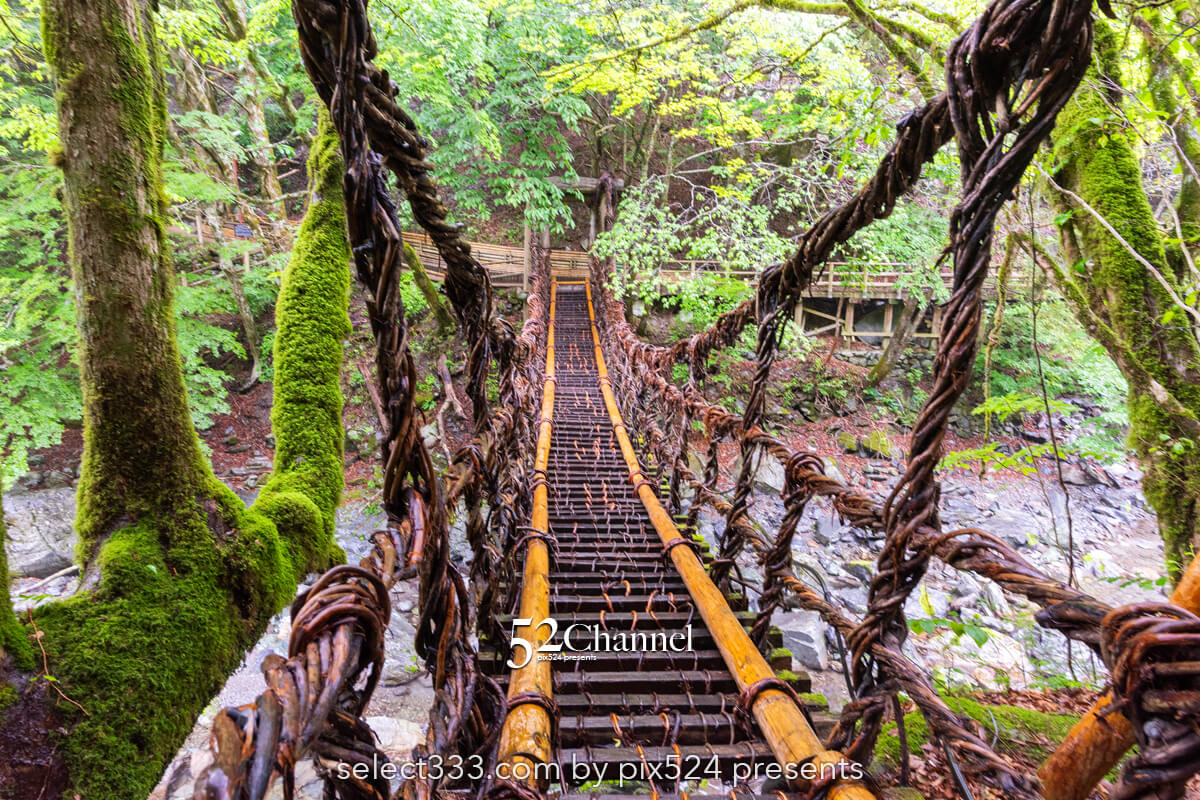 奥祖谷二重かずら橋:渓谷に映える男橋と女橋観光と撮影ポイント!秘境の撮影スポット