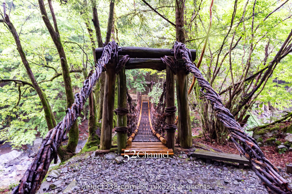 奥祖谷二重かずら橋:渓谷に映える男橋と女橋観光と撮影ポイント!秘境の撮影スポット