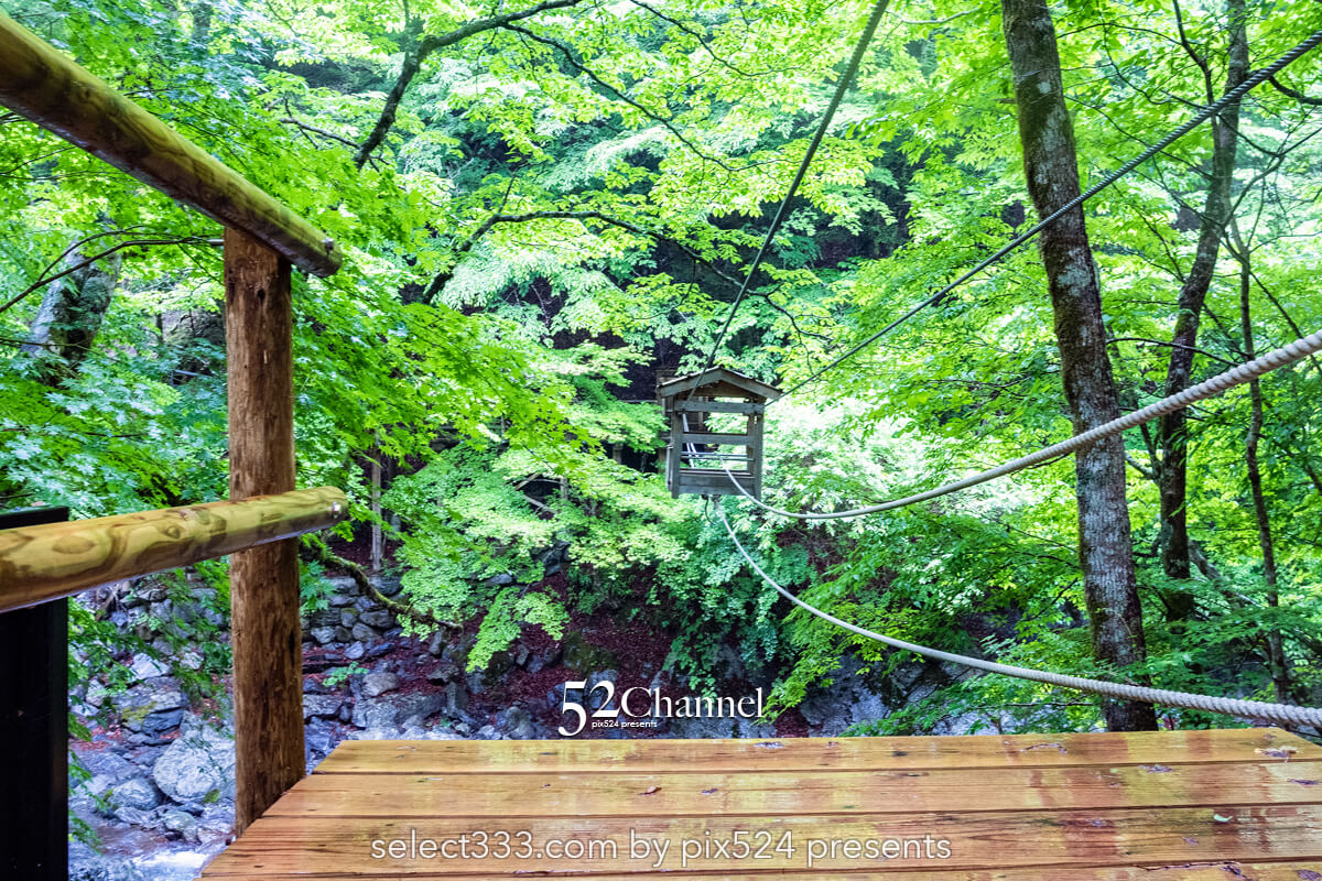 奥祖谷二重かずら橋:渓谷に映える男橋と女橋観光と撮影ポイント!秘境の撮影スポット