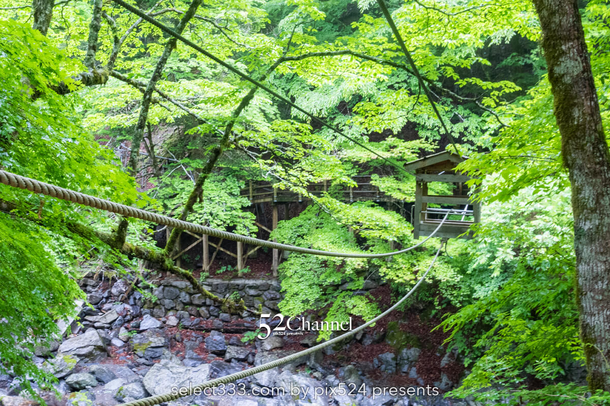 奥祖谷二重かずら橋:渓谷に映える男橋と女橋観光と撮影ポイント!秘境の撮影スポット