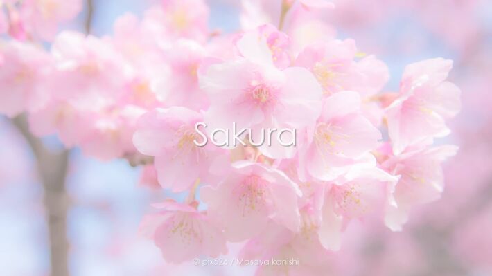 写真を楽しむブログ：桜のある撮影地