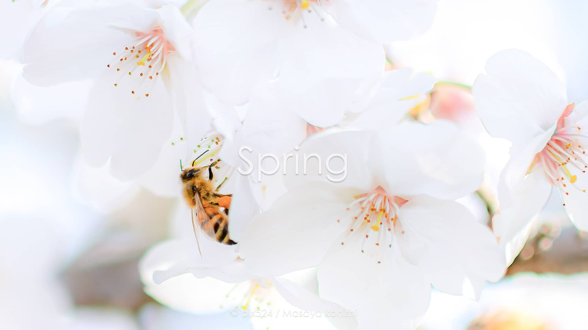 写真を楽しむブログ：キーワードイメージ / 春の風景