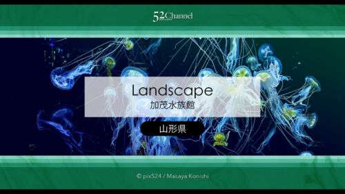 加茂水族館：幻想的なクラゲ展示の魅力！見どころと撮影ポイント！観光と混雑状況ガイド