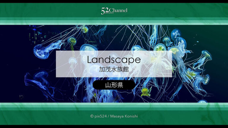 加茂水族館：幻想的なクラゲ展示の魅力！見どころと撮影ポイント！観光と混雑状況ガイド