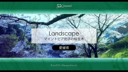 マイントピア別子：満開の桜並木 川添いに咲く桜のトンネル撮影！産業遺産の桜風景ポイント
