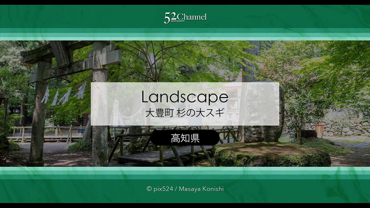 杉の大スギ：樹高60m樹齢3000年巨樹の神秘！観光と撮影！パワースポットの見どころ