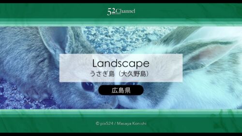 うさぎ島（大久野島）：兎が集まる癒しの島！瀬戸内海のウサ天国！広島県の観光スポット