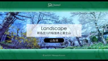 新名庄川の桜並木と富士山の撮影！忍野の桜の満開・見頃はいつ？富士山の麓の桜の風景