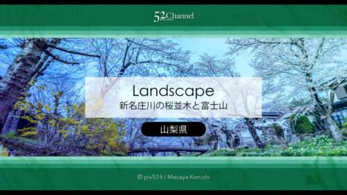 新名庄川の桜並木と富士山の撮影！忍野の桜の満開・見頃はいつ？富士山の麓の桜の風景