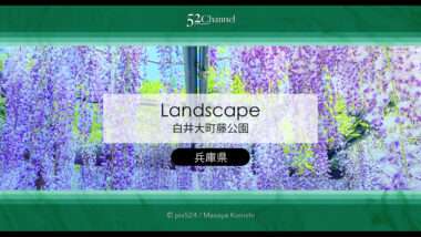白井大町藤公園：藤が見頃の藤まつりの観光・撮影ポイントガイド！混雑回避と周辺観光