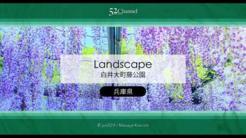 白井大町藤公園：藤が見頃の藤まつりの観光・撮影ポイントガイド！混雑回避と周辺観光