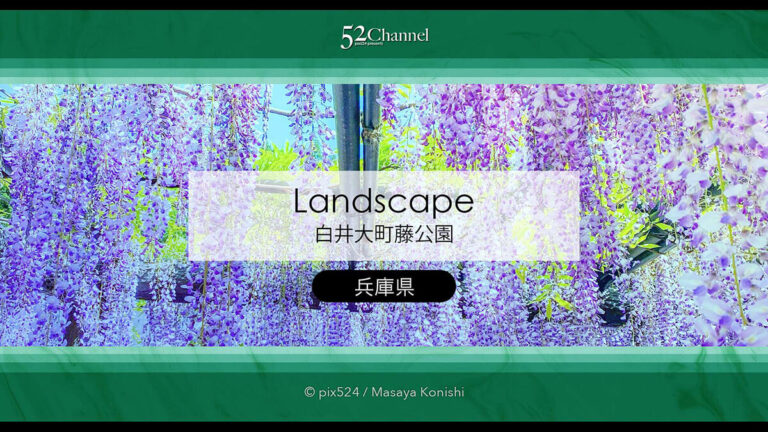 白井大町藤公園：藤が見頃の藤まつりの観光・撮影ポイントガイド！混雑回避と周辺観光