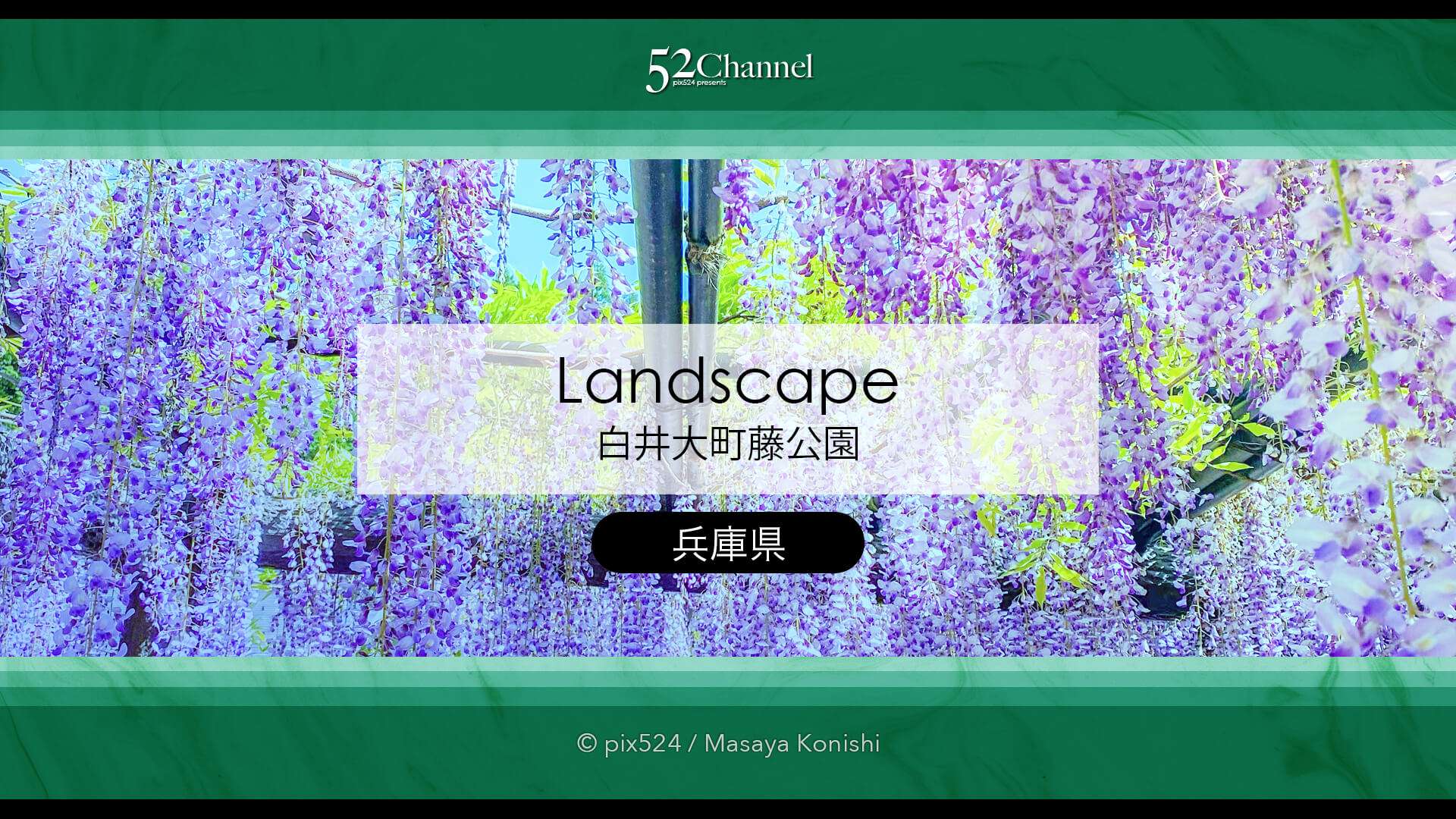 白井大町藤公園：藤が見頃の藤まつりの観光・撮影ポイントガイド！混雑回避と周辺観光