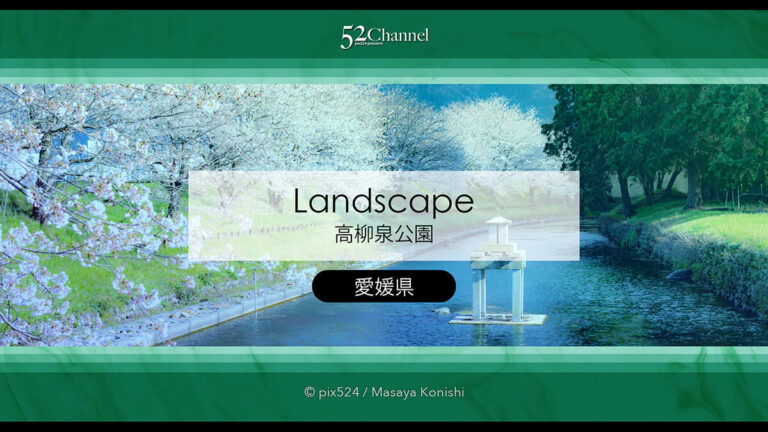 柳泉公園の桜並木：満開の桜が湧水に写り込むリフレクション撮影！桜並木撮影のコツとは？