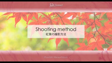 もみじの撮影！紅葉の見頃に色々な撮影方法で秋の被写体を撮影！ボケ・逆光・シルエット