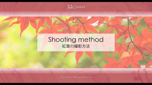 もみじの撮影！紅葉の見頃に色々な撮影方法で秋の被写体を撮影！ボケ・逆光・シルエット