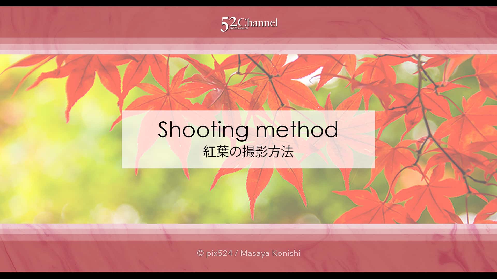 もみじの撮影！紅葉の見頃に色々な撮影方法で秋の被写体を撮影！ボケ・逆光・シルエット