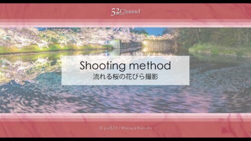 流れる桜の花びら撮影！桜の撮影テクニック川面の桜撮影方法！シャッタースピードを調節！