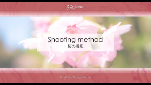 桜を撮ろう！桜並木撮影地や桜のアップ！色々な桜撮影のコツ！見頃を狙って春の風景を！