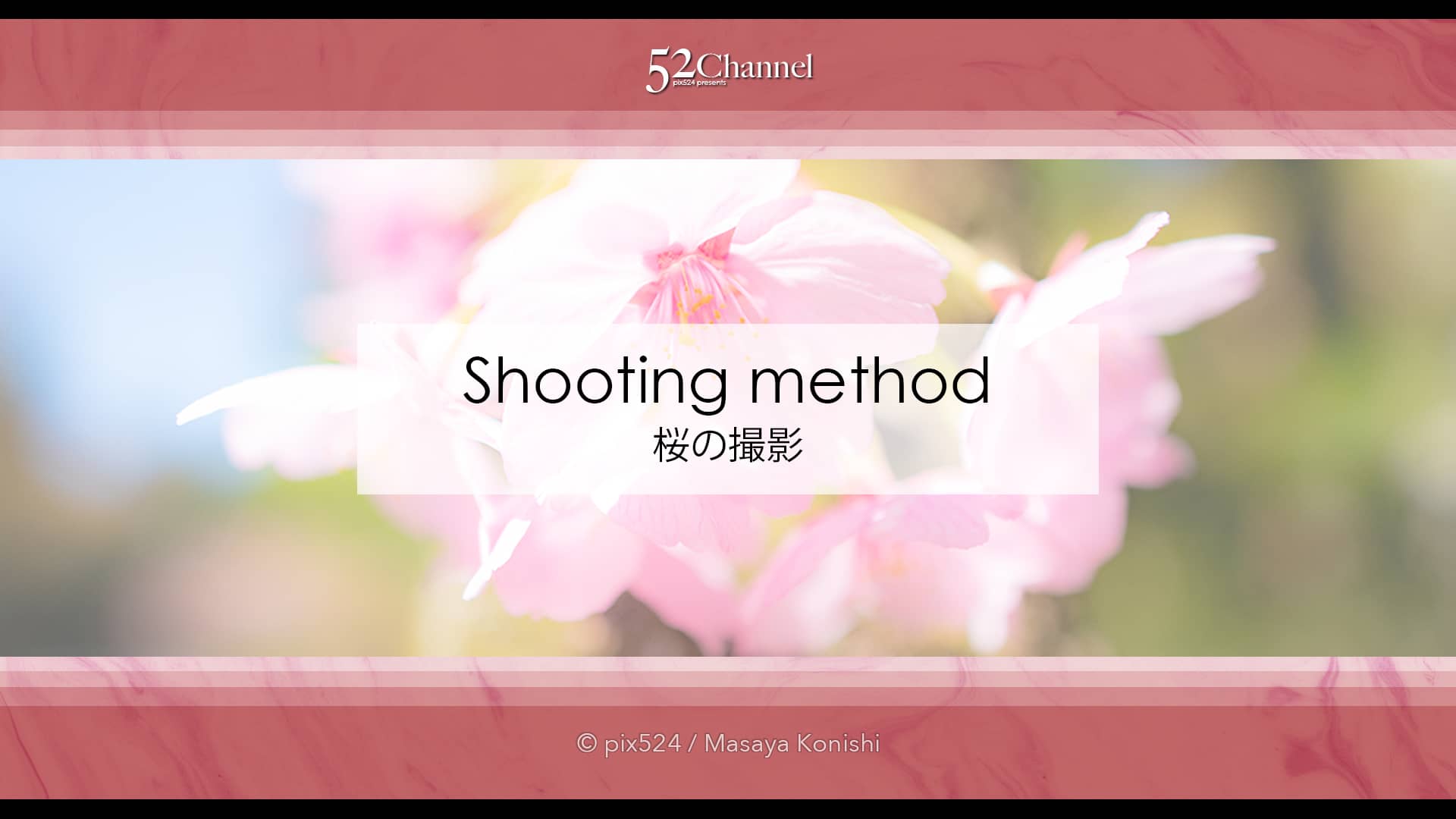 桜を撮ろう!桜並木撮影地や桜のアップ!色々な桜撮影のコツ!見頃を狙って春の風景を!