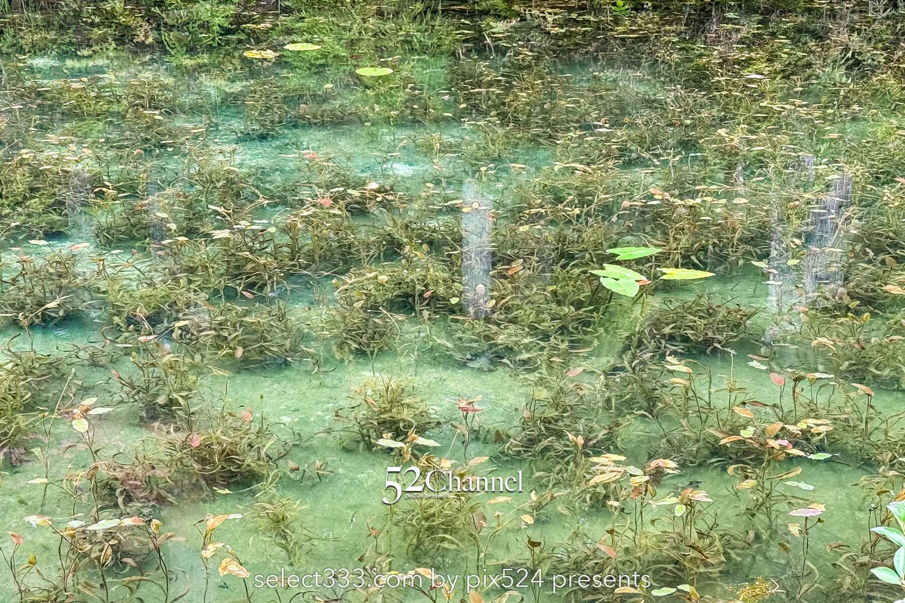 モネの池：根道神社 岐阜県関市の撮影ポイントとアクセス！幻想的な池の撮影と季節別の魅力