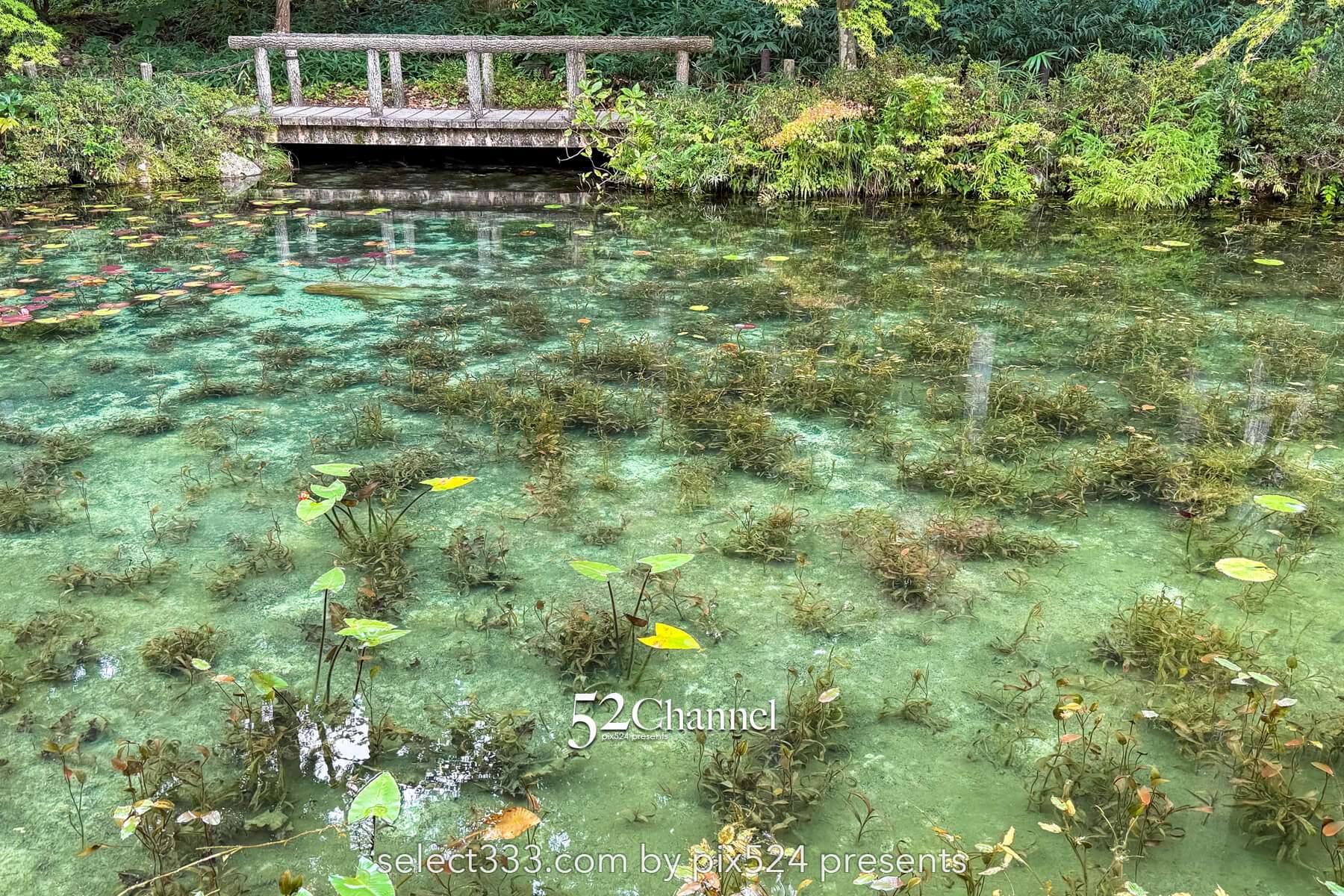 モネの池：根道神社 岐阜県関市の撮影ポイントとアクセス！幻想的な池の撮影と季節別の魅力