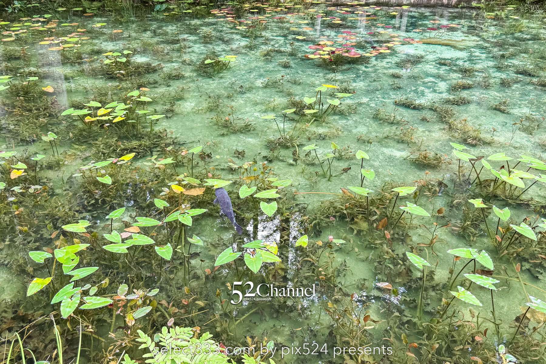 モネの池：根道神社 岐阜県関市の撮影ポイントとアクセス！幻想的な池の撮影と季節別の魅力