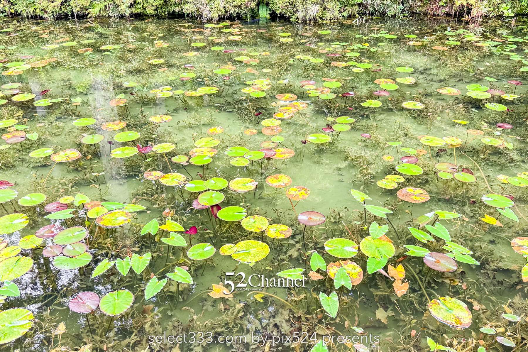 モネの池:根道神社 岐阜県関市の撮影ポイントとアクセス!幻想的な池の撮影と季節別の魅力