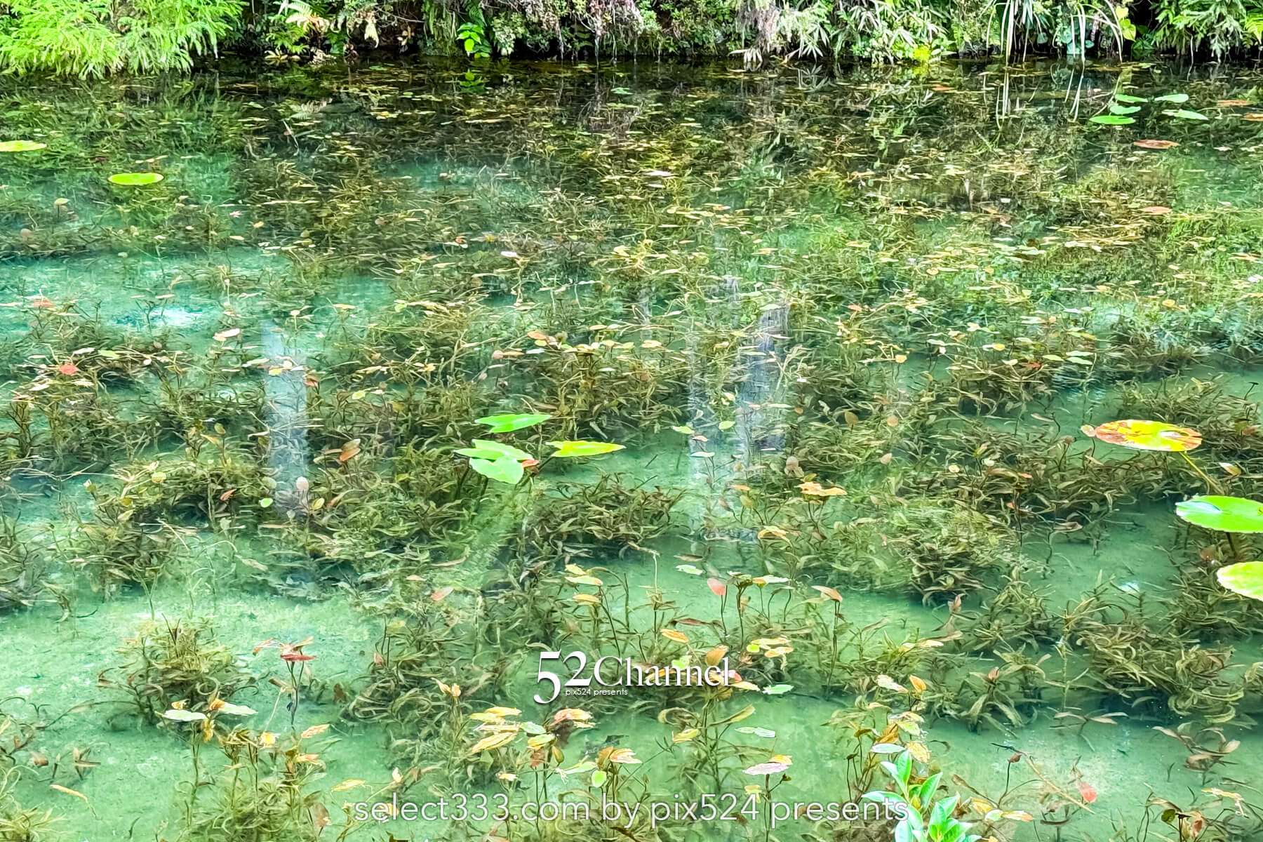 モネの池：根道神社 岐阜県関市の撮影ポイントとアクセス！幻想的な池の撮影と季節別の魅力