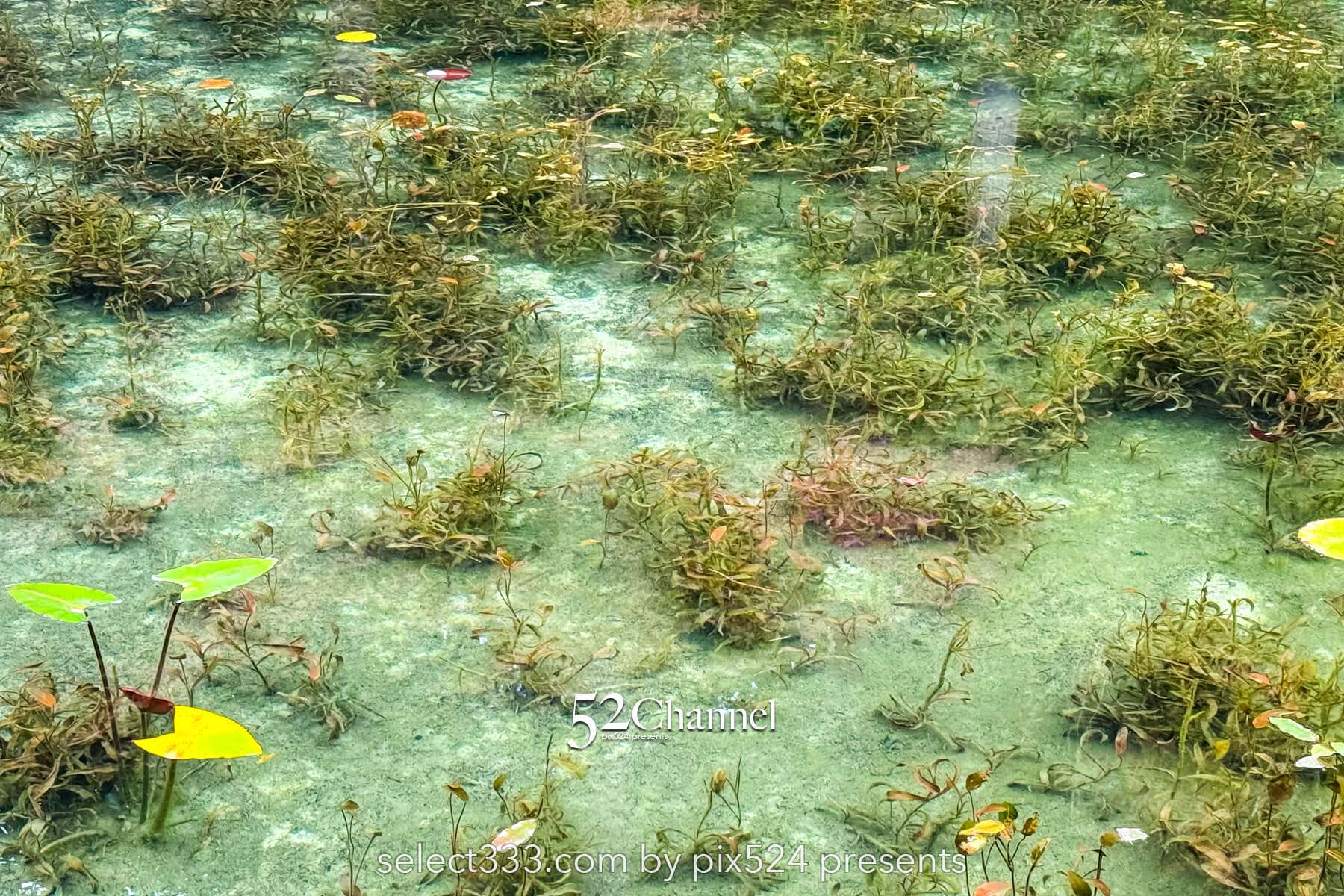 モネの池：根道神社 岐阜県関市の撮影ポイントとアクセス！幻想的な池の撮影と季節別の魅力