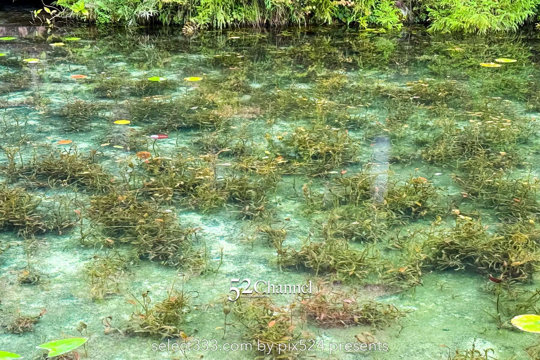 モネの池:根道神社 岐阜県関市の撮影ポイントとアクセス!幻想的な池の撮影と季節別の魅力