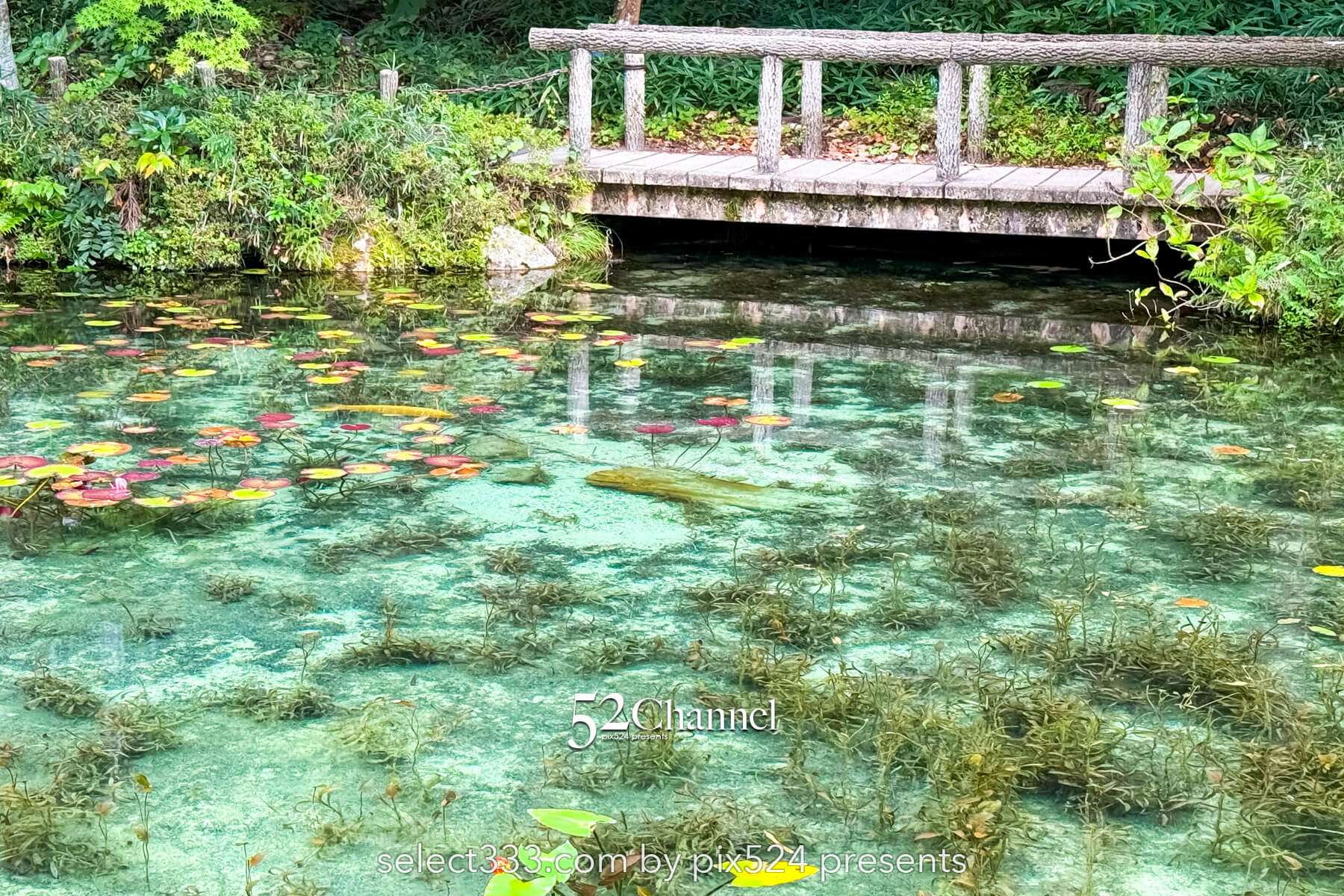 モネの池:根道神社 岐阜県関市の撮影ポイントとアクセス!幻想的な池の撮影と季節別の魅力