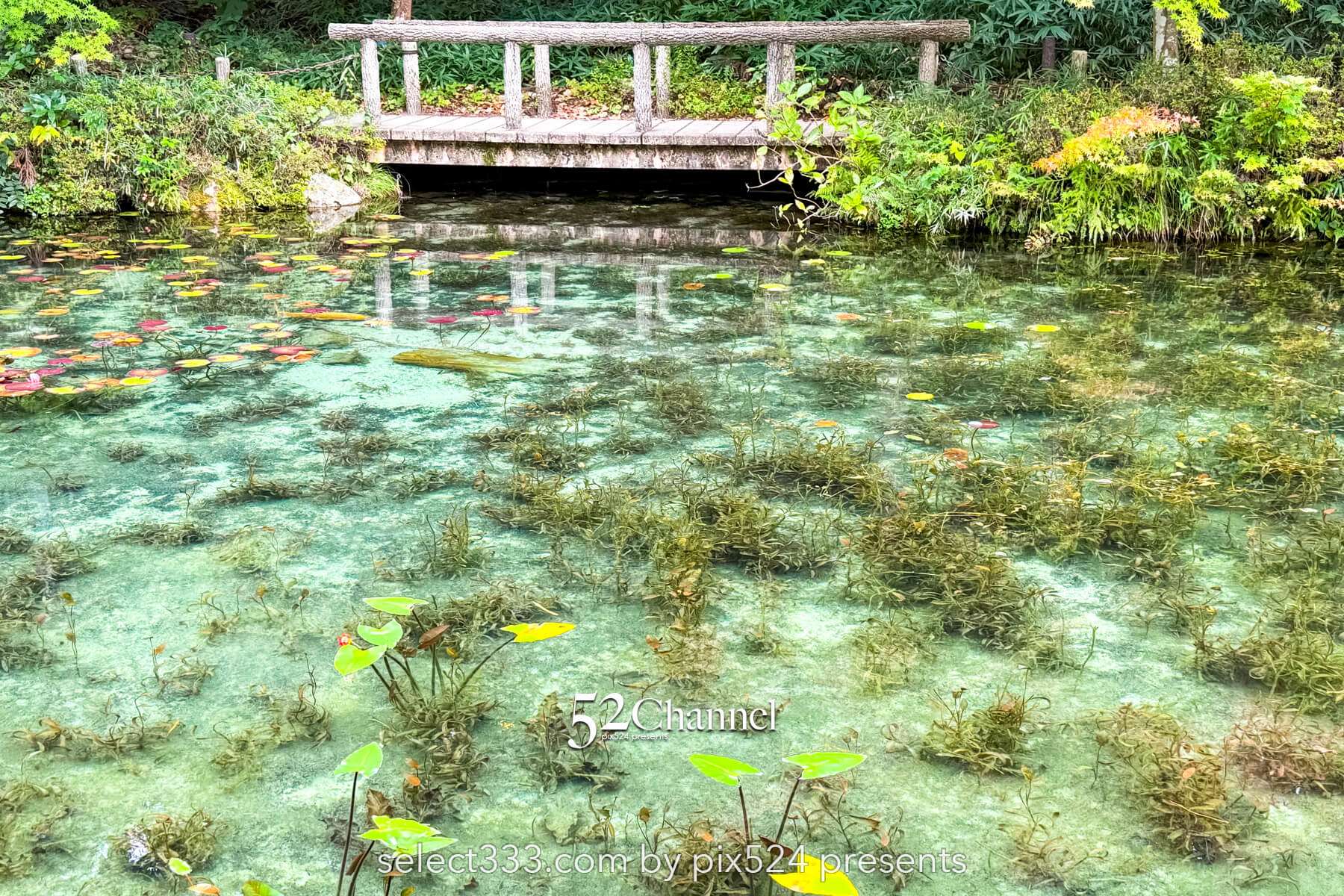 モネの池：根道神社 岐阜県関市の撮影ポイントとアクセス！幻想的な池の撮影と季節別の魅力