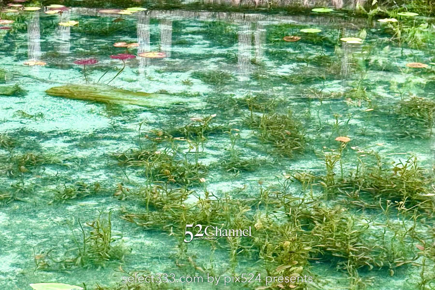 モネの池：根道神社 岐阜県関市の撮影ポイントとアクセス！幻想的な池の撮影と季節別の魅力