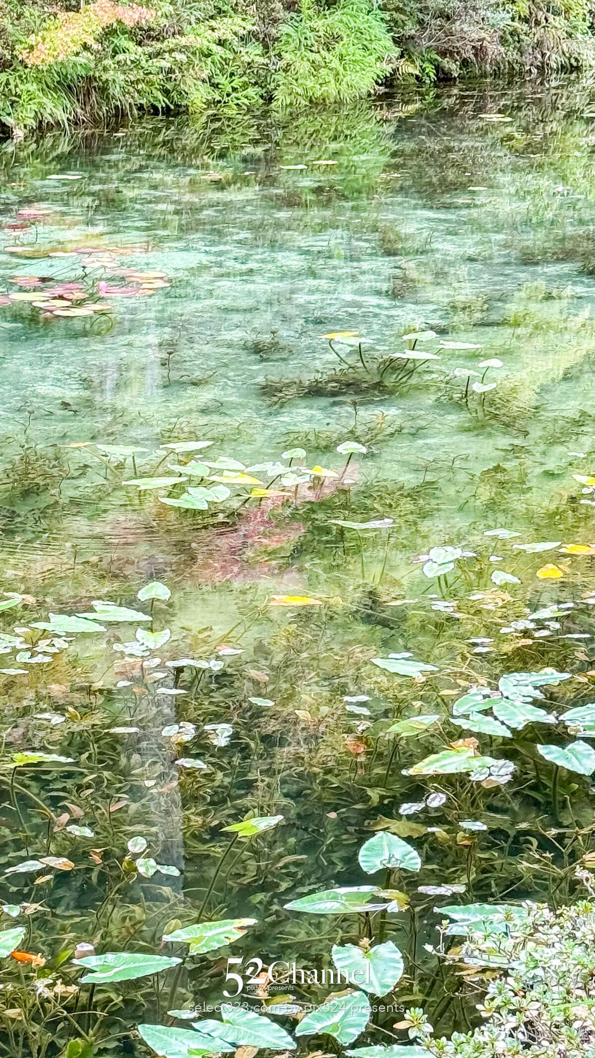 モネの池：根道神社 岐阜県関市の撮影ポイントとアクセス！幻想的な池の撮影と季節別の魅力