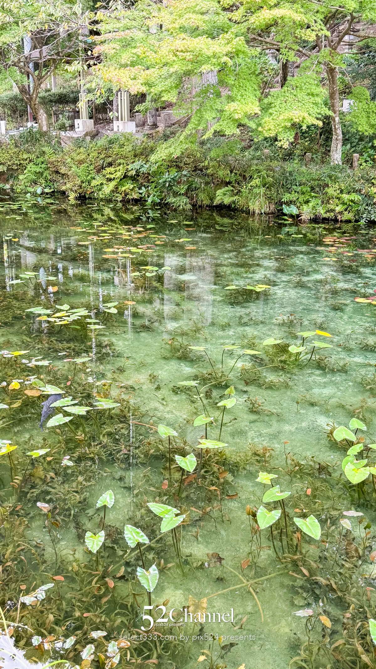 モネの池：根道神社 岐阜県関市の撮影ポイントとアクセス！幻想的な池の撮影と季節別の魅力