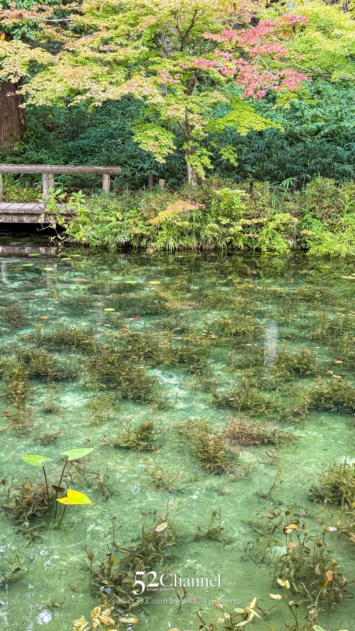 モネの池：根道神社 岐阜県関市の撮影ポイントとアクセス！幻想的な池の撮影と季節別の魅力