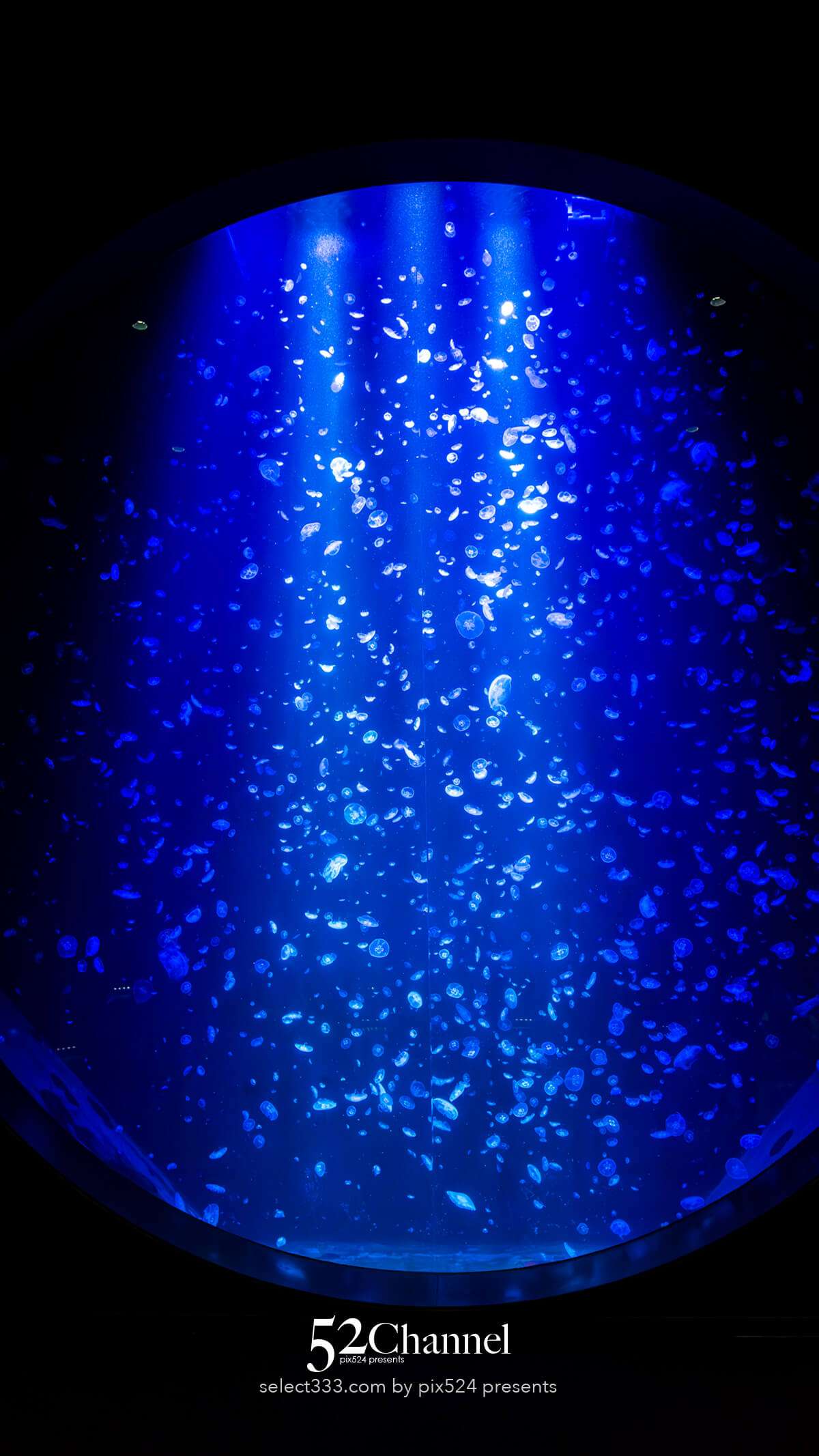 加茂水族館:幻想的なクラゲ展示の魅力!見どころと撮影ポイント!観光と混雑状況ガイド