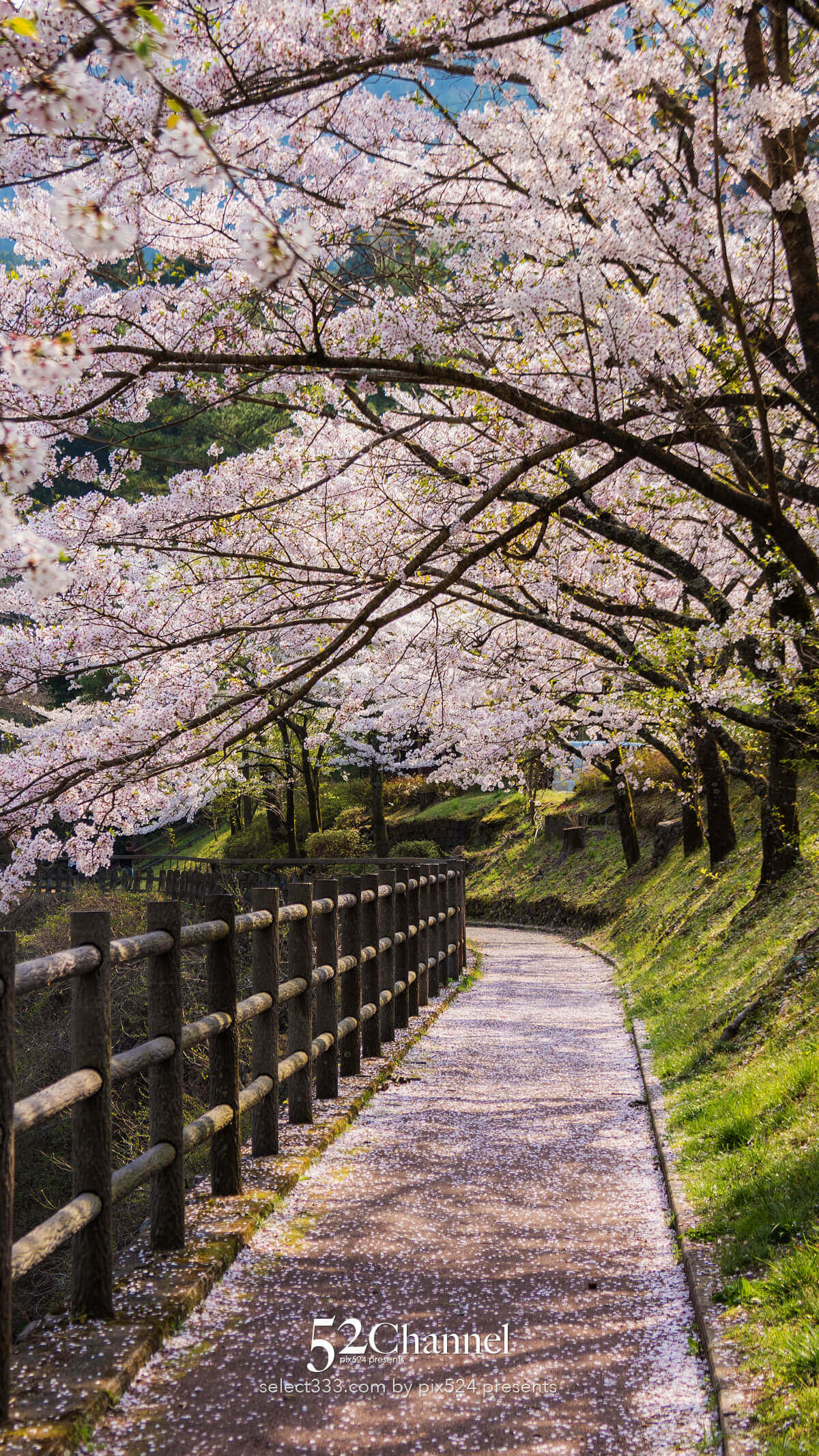 マイントピア別子満開の桜並木：川添いに咲く桜のトンネル撮影！産業遺産の桜風景ポイント