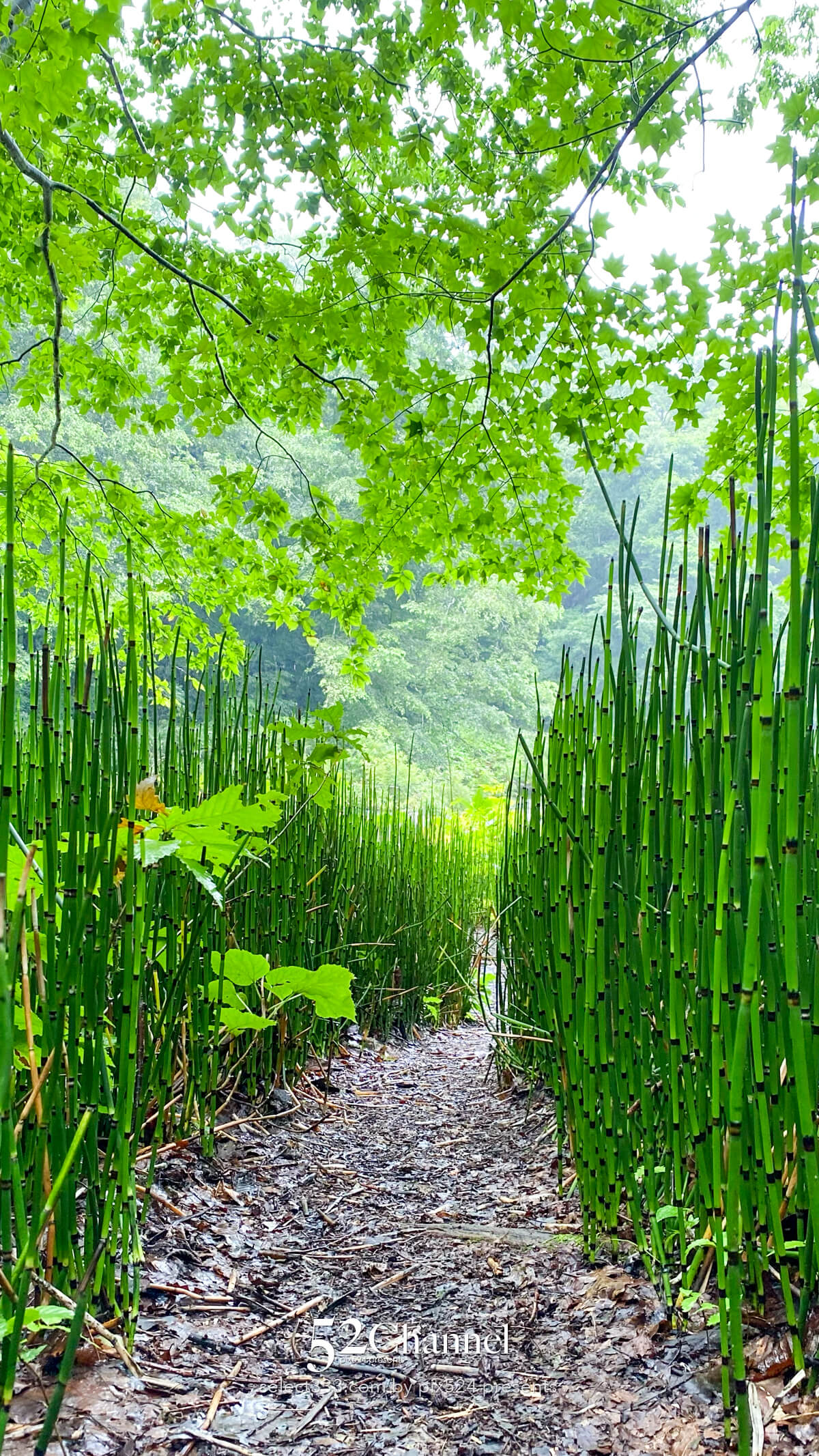 奥入瀬渓流:水の芸術が織りなす渓流!撮影ポイント14選とは?絶景ポイントと混雑回避