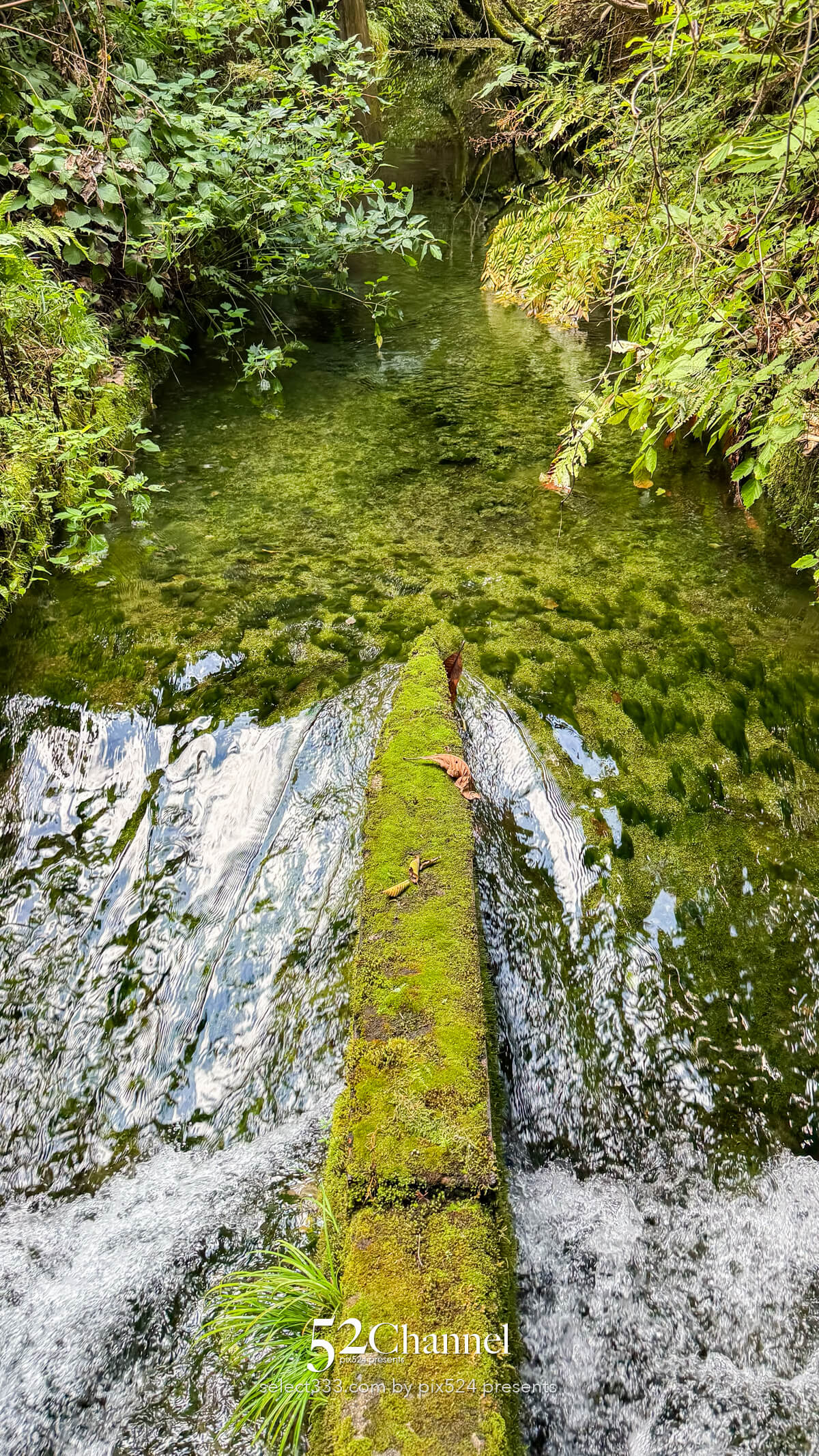 1985年には環境庁(当時)によって「日本名水百選」に認定されました。
その維持管理の良さと水質の高さは全国的にも広く知られるようになりました。