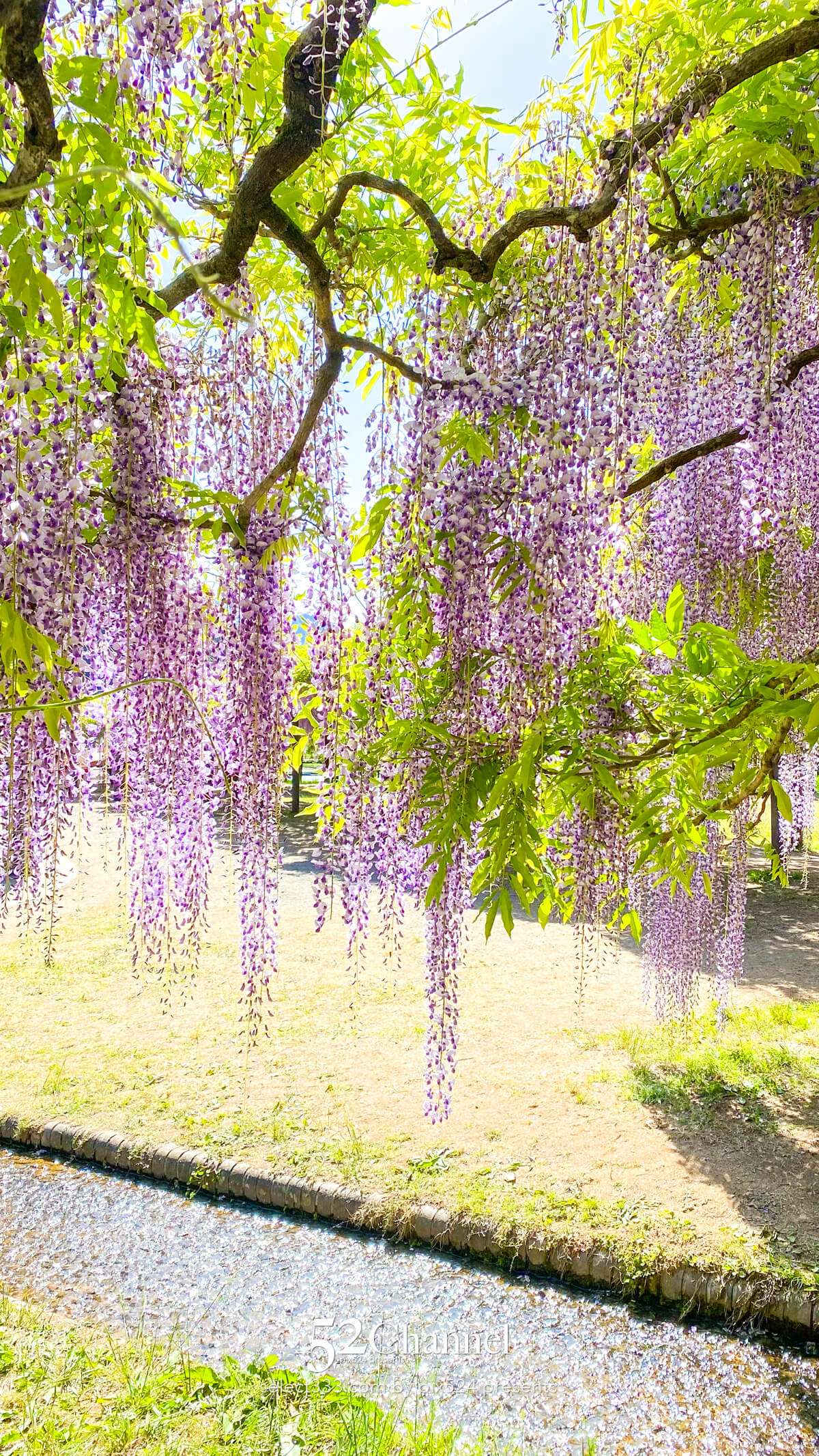 白井大町藤公園：藤が見頃の藤まつりの観光・撮影ポイントガイド！混雑回避と周辺観光