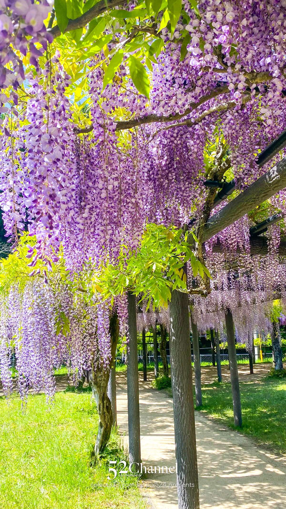 白井大町藤公園：藤が見頃の藤まつりの観光・撮影ポイントガイド！混雑回避と周辺観光