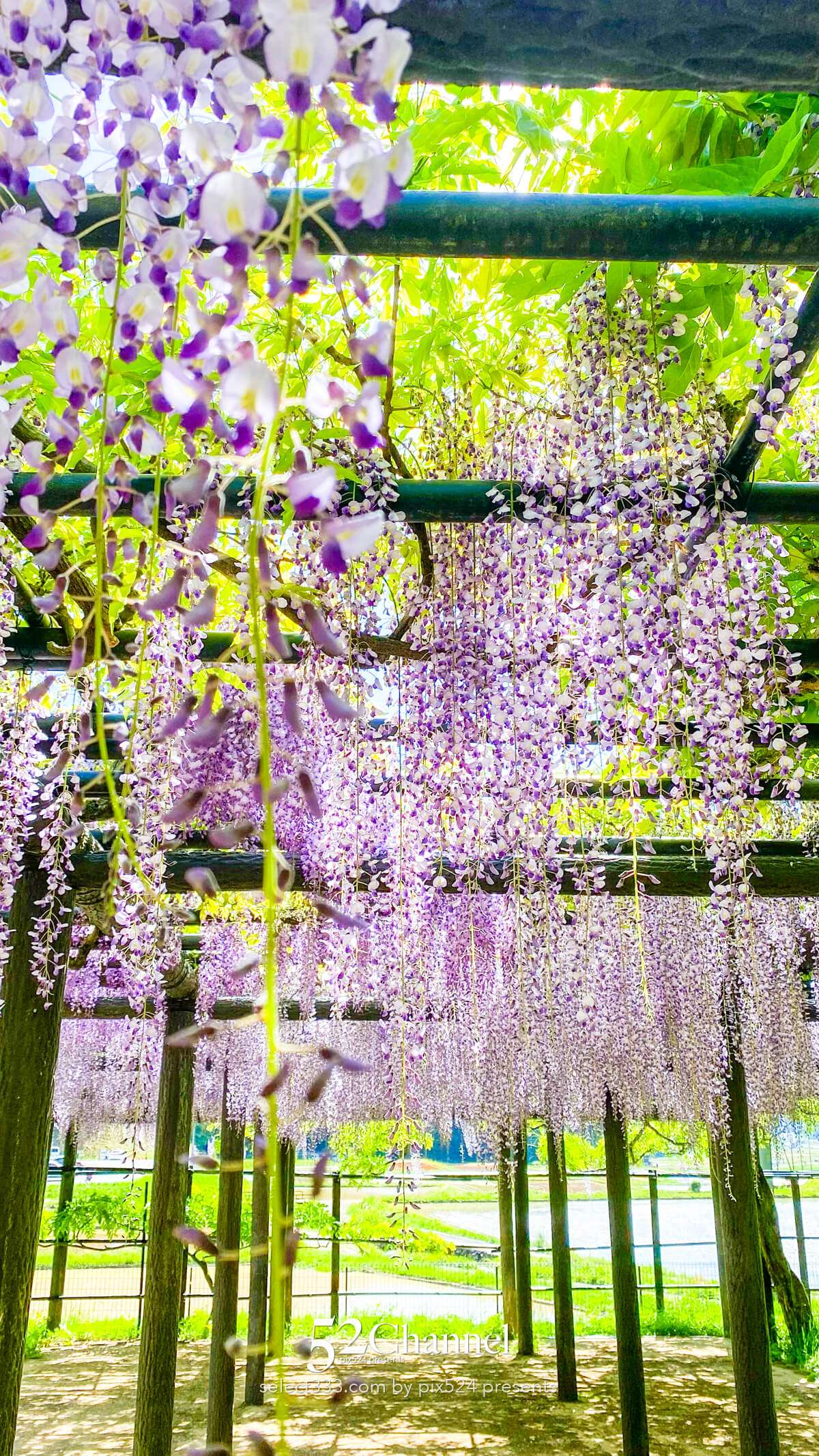 白井大町藤公園：藤が見頃の藤まつりの観光・撮影ポイントガイド！混雑回避と周辺観光