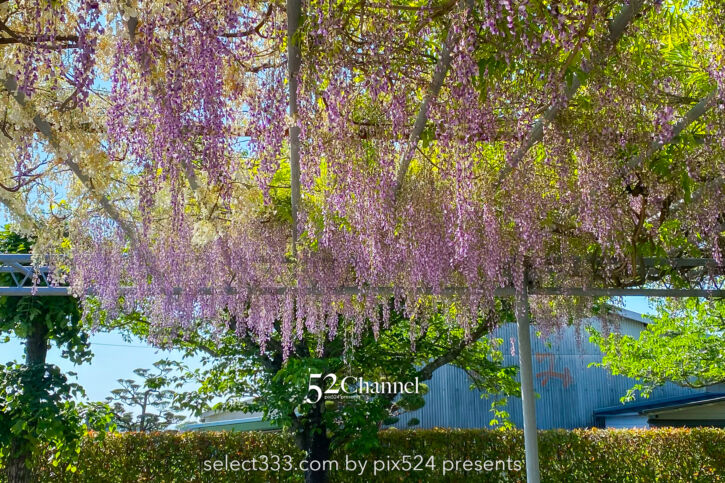 朝倉の三連水車：三連水車の里あさくら周辺に残るの水車群！アクセス・魅力・撮影ポイント