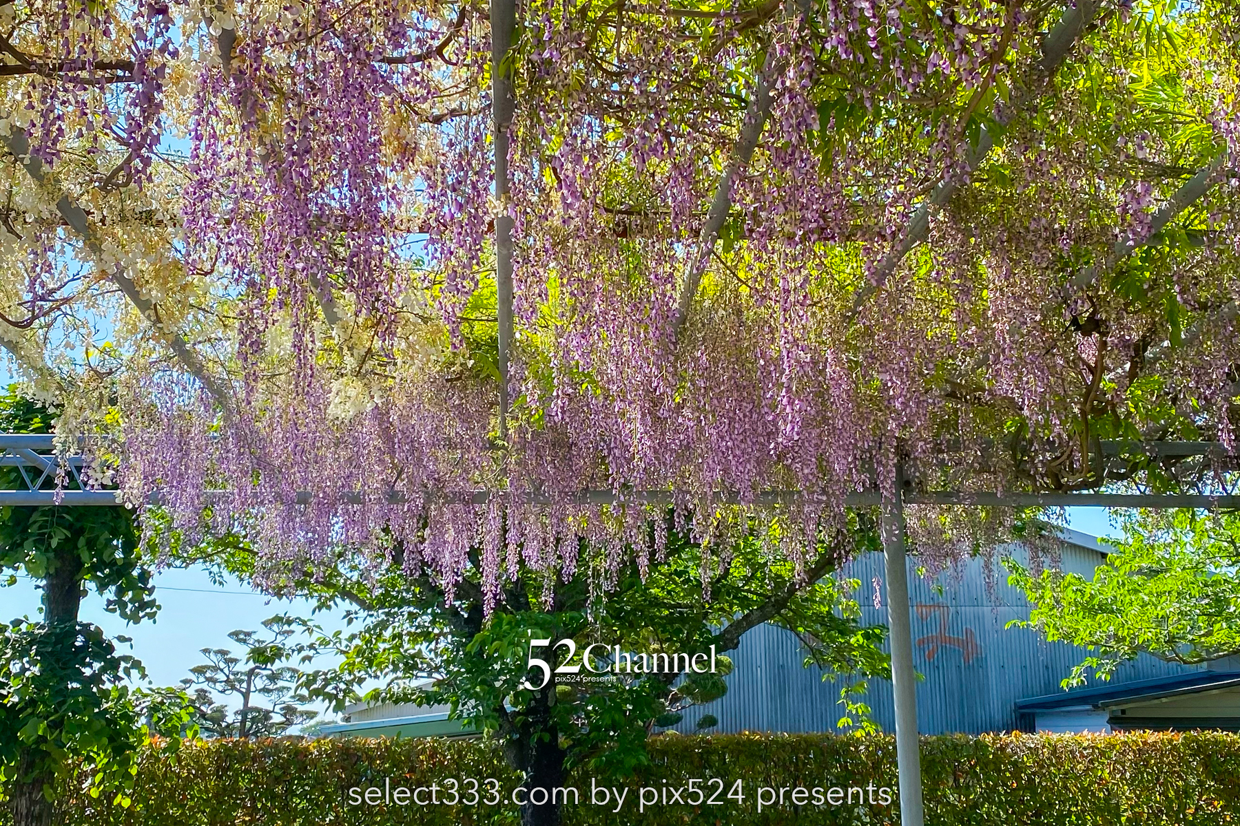 朝倉の三連水車:三連水車の里あさくら周辺に残るの水車群!アクセス・魅力・撮影ポイント