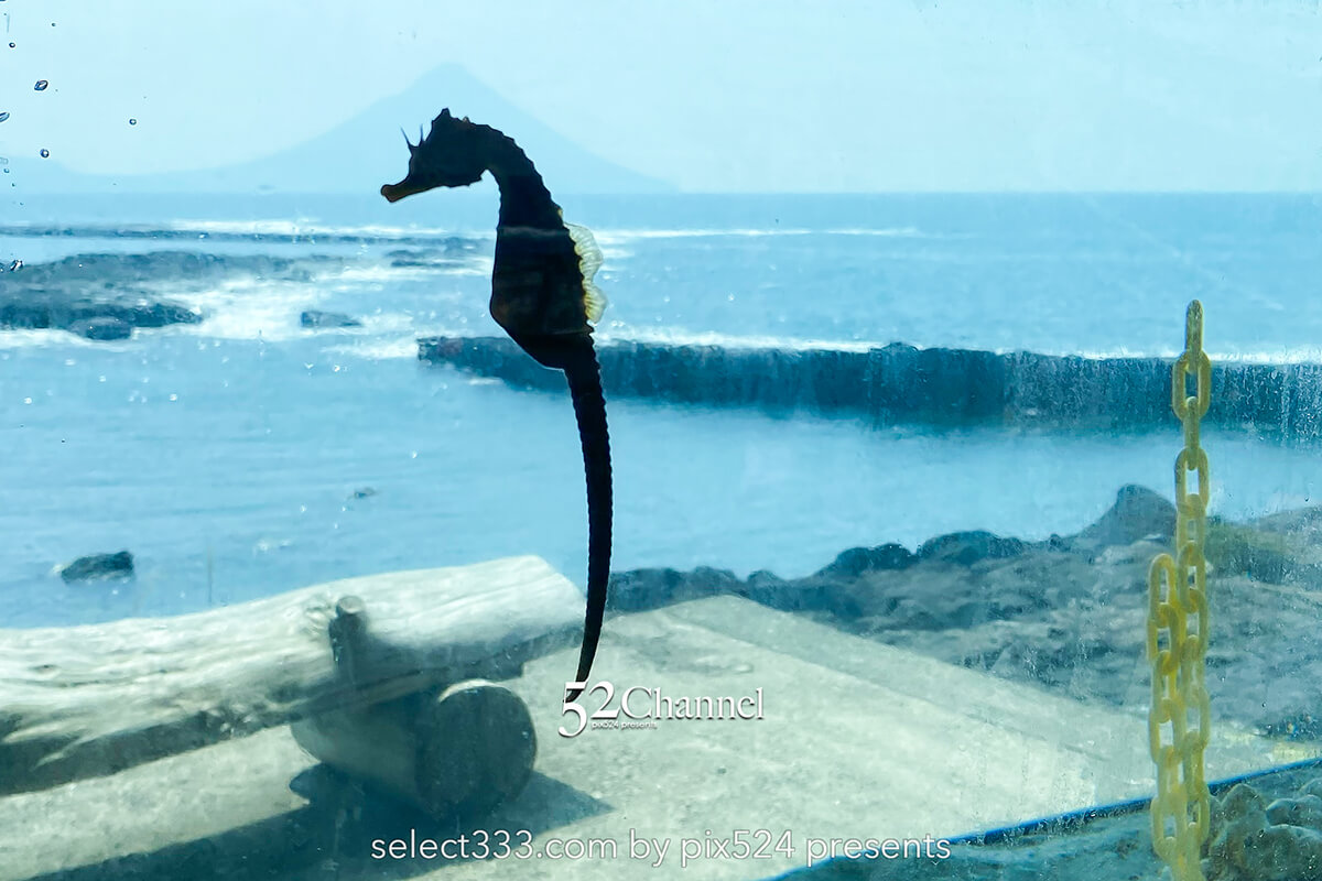 番所鼻自然公園：開聞岳の絶景ビューと長閑な海岸でタツノオトシゴを観察！